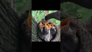Mom Feeding Their Babies 4