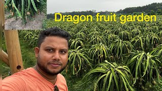 Biggest Dragon Fruit Garden In Bangladesh Jinaidah First Time Dragon Garden