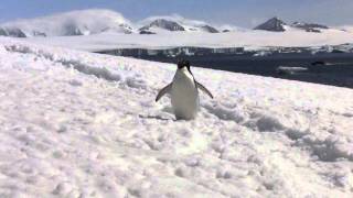 Penguin Glissading