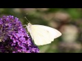 Meditacion guiada #3 - sinceridad - sabiduria de dadi janki - brahma kumaris