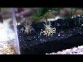 Bongo Shrimp Feeding on a Brittle Star