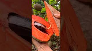 Pouteria Sapota