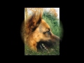 pastore 動画22a