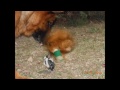 pastore 動画22b