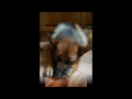 pastore 動画22c