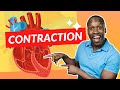 How the Heart Contracts - Step by Step