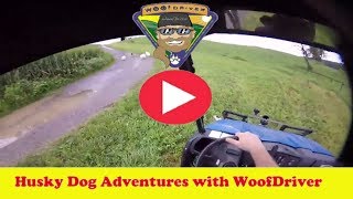 LIVE Video NOW | Free Raging in Rain | Dog Adventurer | Adventure with Husky Dogs