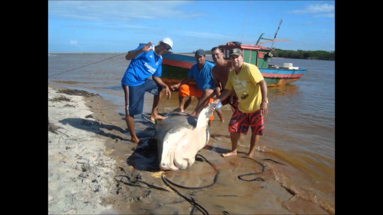O TUBARÃO-Barra do Itabapoana-RJ - YouTube