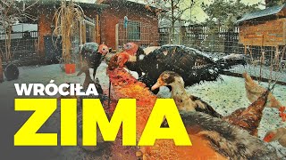 Wróciła Zima Wyżerka Spacer Z Renatką Moje Mini Zoo Odc. 136