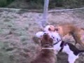 pitbull vs pitbull american stanford