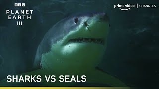 Sharks Vs Seals Planet Earth Iii Bbc Player Prime Video Channels