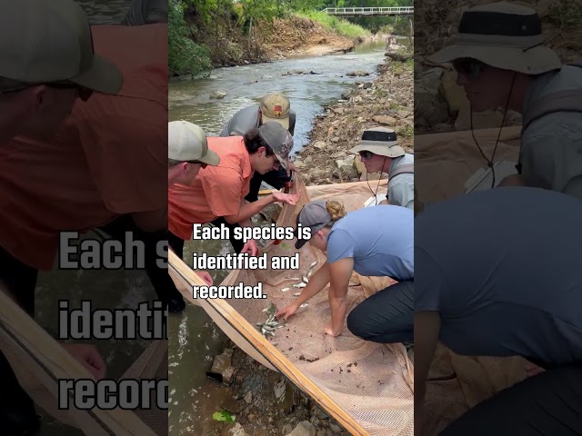 Watch Summer Seining on YouTube.