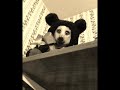 teddy