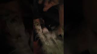 a funny dog