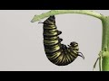 Caterpillar to Chrysalis (or pupa) Metamorphosis Timelapse