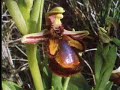 Wild orchid wasp mimic - David Attenborough - BBC