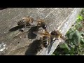 se débarrasser des abeilles dans une cheminee