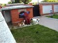Video Азиатские волкодавы(охрана) www.phoenix-dogs.kiev.ua