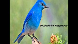 Watch George Stewart Bluebird Of Happiness video
