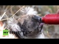 Australia: Watch parched KOALA gulp water amid bushfires