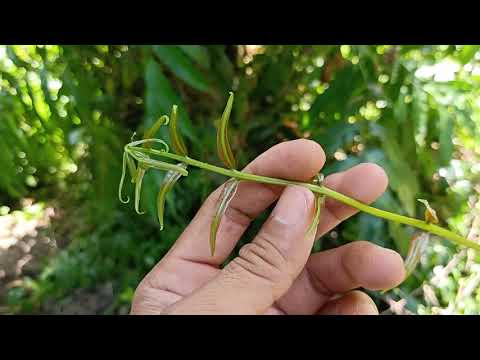 Công dụng của cây rau choại giá rất rất đắc - kênh chia sẽ về cuộc sống