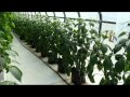 Greenhouse Tomatoes