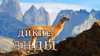 Дикие Анды - Суровый Мир Патагонии.(3) #Документальный Фильм 4K 12+