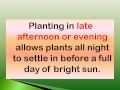 How To Plant Tomatoes