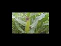 illumina golden gate assay for maize SNP genotyping