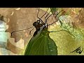Butterfly - Beauty of Nature - YouTube