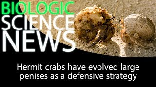 Science News - Hermit crabs have evolved large penises as a defensive strategy