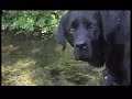Aramis the black labrador retriever