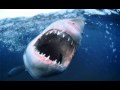 Jaws Theme Tune