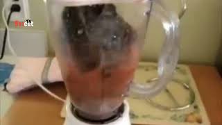 Cat in blender real story behind it was this  is fake or real | china incident c