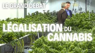 La Plante Qui Divise La France Business, Santé, Et Zones De Non-Droit