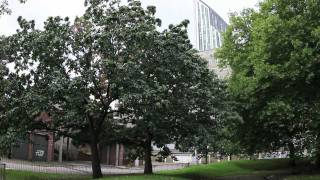 Elephant and Castle Urban Forest