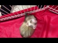 フェレットマイクロナノバブルで洗っています①