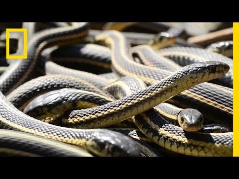 It's Perfect Video