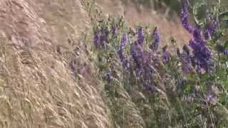 Herdade do Gizo - Cuba
