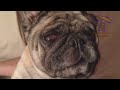 Animals, our best and funniest little furry friends - Funny animal compilation