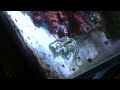 Green Brittle Star eating fish 2012 08 23