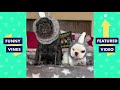TRY NOT TO LAUGH - Cutest Pets & Funny Animals of The Week!