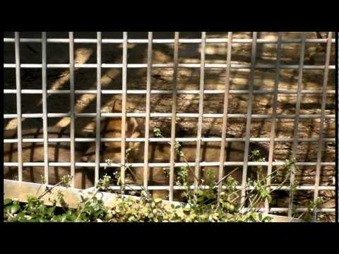 東山動植物園　オオカミっ仔2011