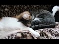 優しい猫しっぽ - The cat is beloved by the tail tenderly. -