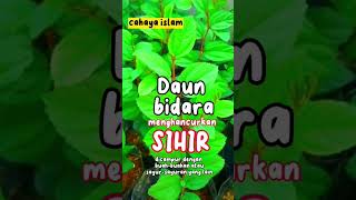 Daun Bidara Untuk Menghancurkan Sihir