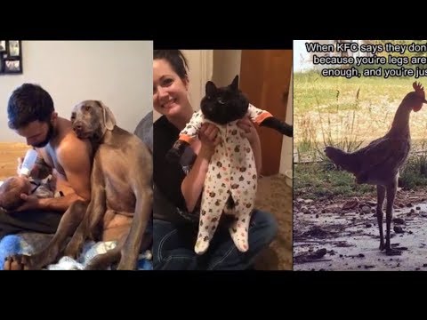 40+ funny pictures of animals make you laugh