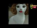 40+ funny pictures of animals make you laugh