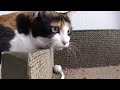 猫の可愛いリアクション HD - Cute reaction of my cat.