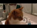 Sanyo Xacti VPC-CA9: Meet's "Cat Cat"