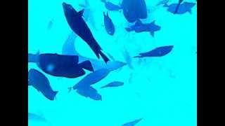 Kizil Denizred Sea, Hurgada